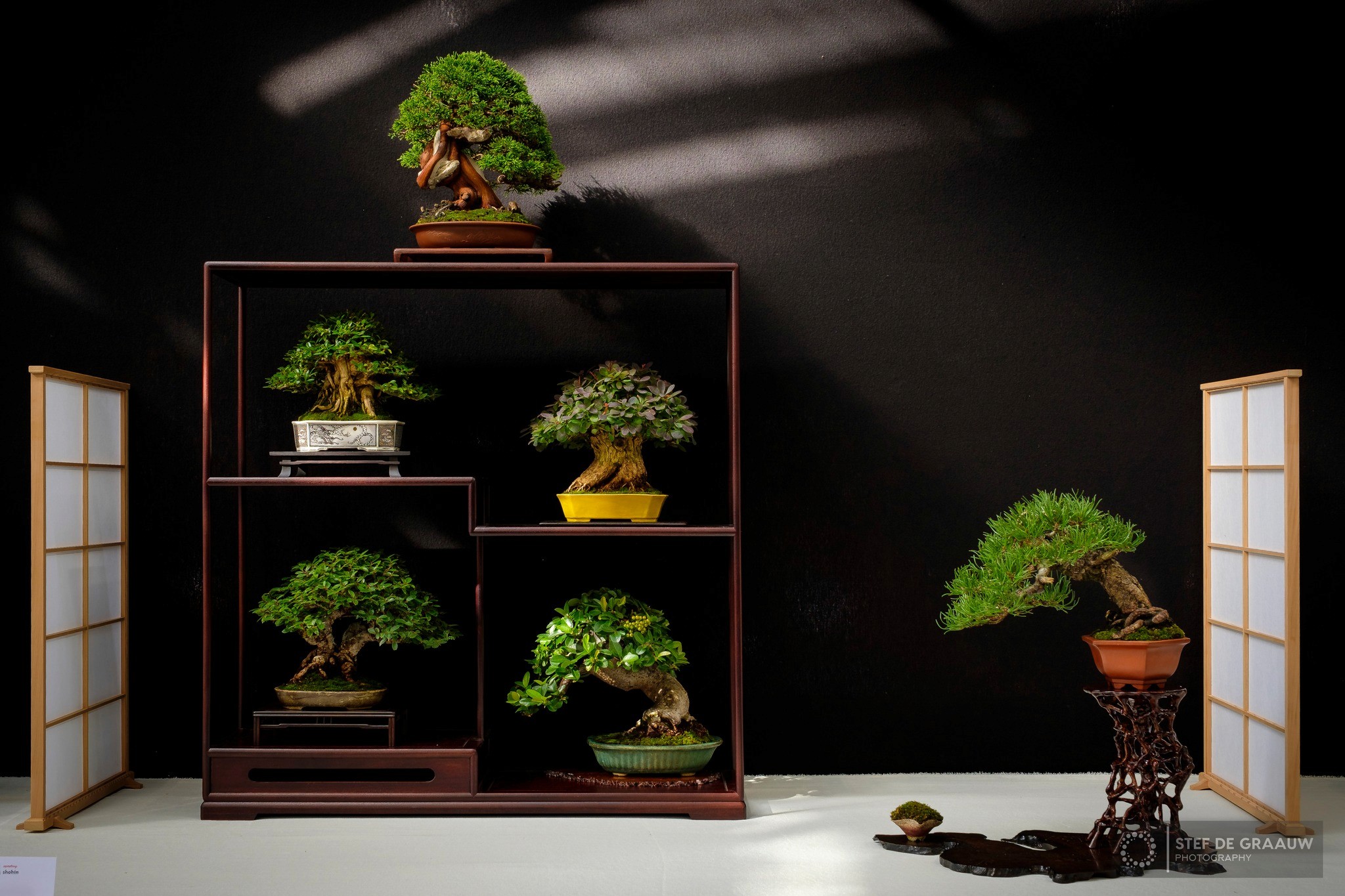 tentoon gestelde bonsai bomen