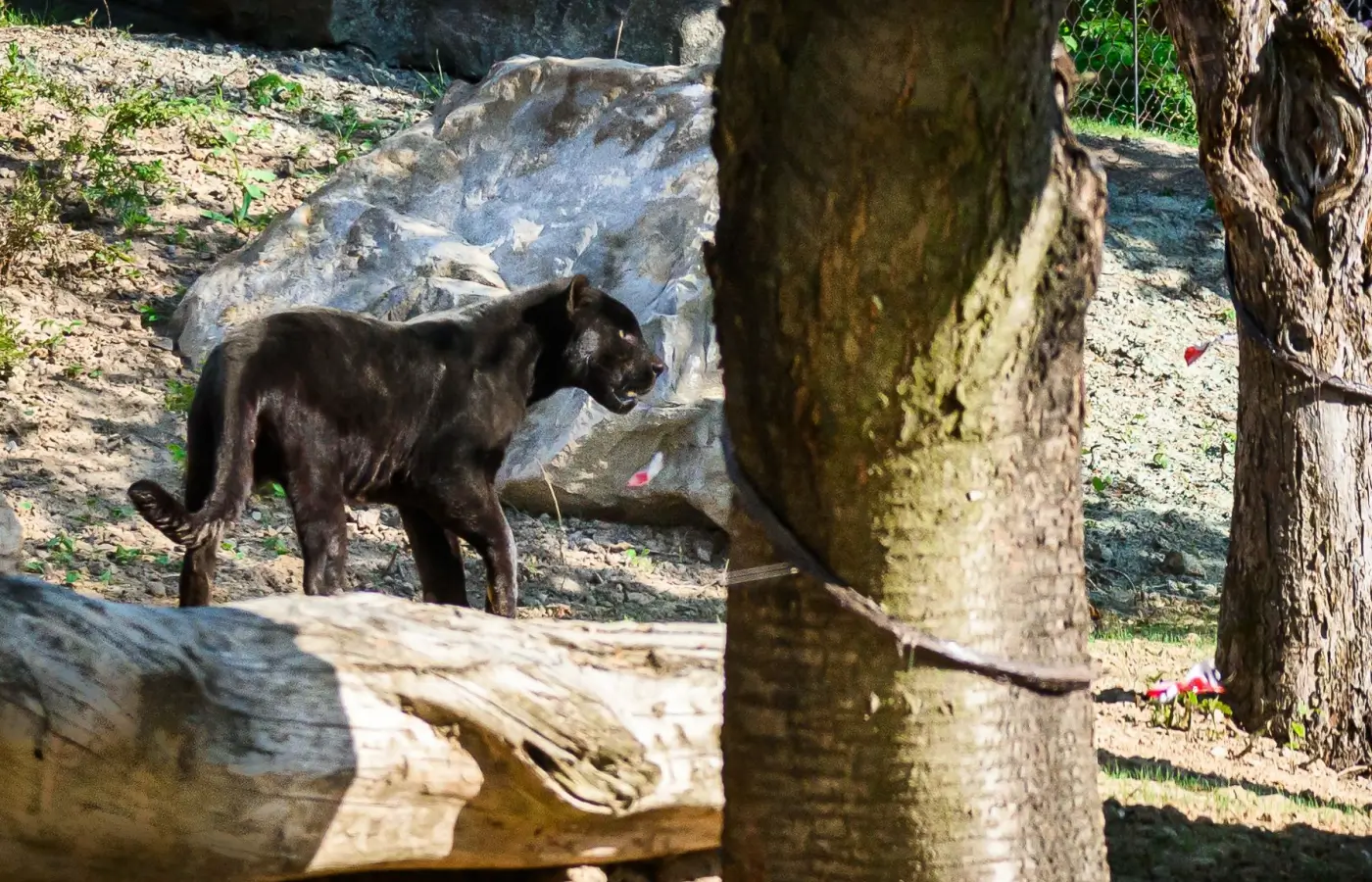 ZOO Zlín-Lešná, zasklení – Jaguar Trek