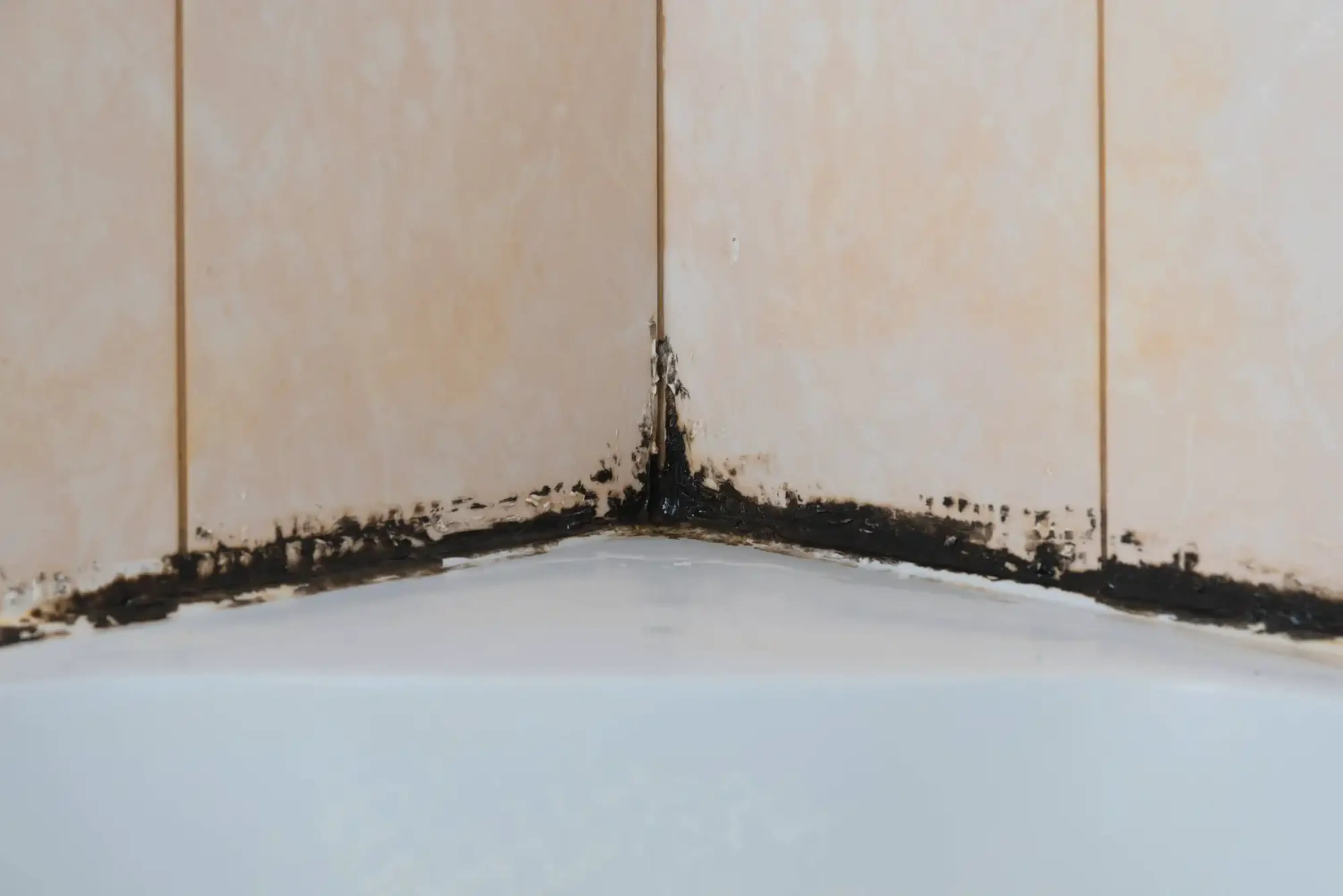 Need Mold Removal in Seattle? Custom Pro Restoration Has You Covered!