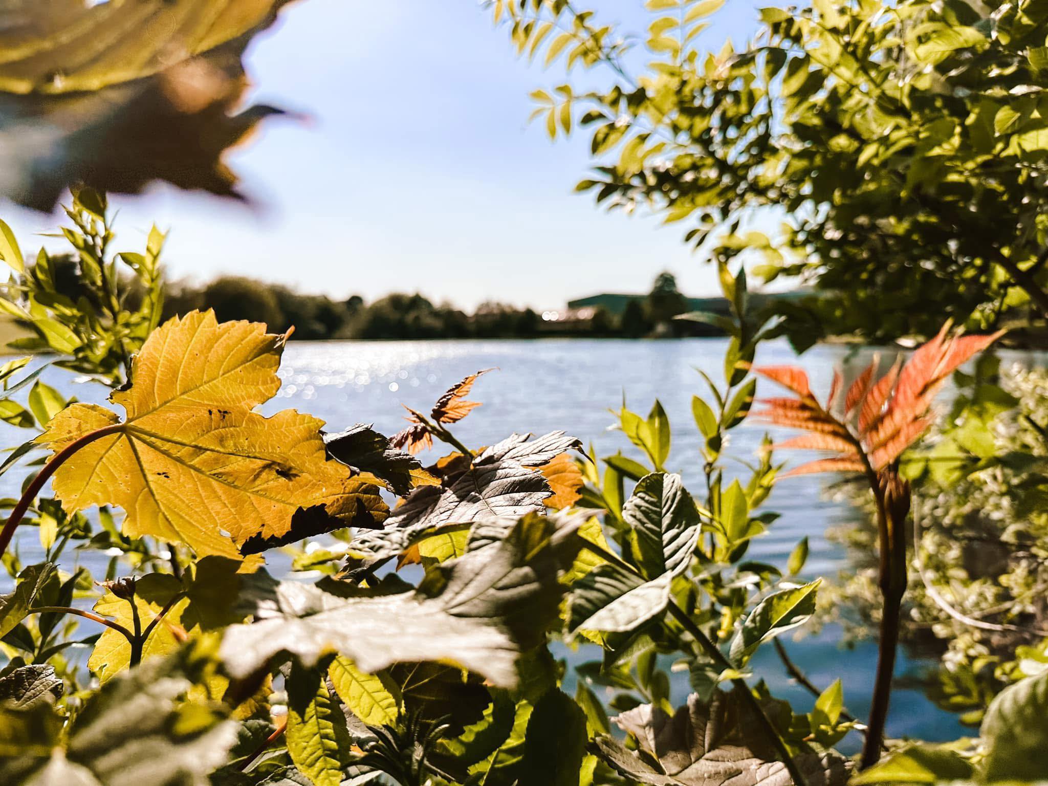 A view across lake between foliage in the foreground