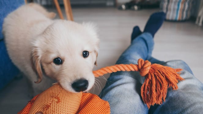 cachorro interaccion