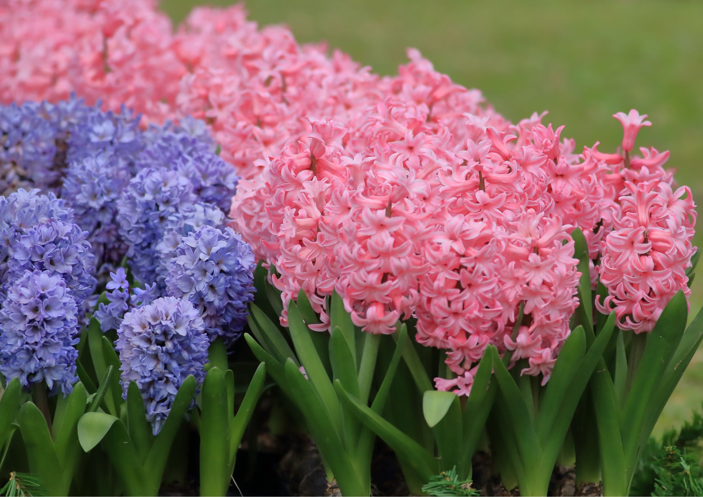 Variety of spring-flowering bulbs