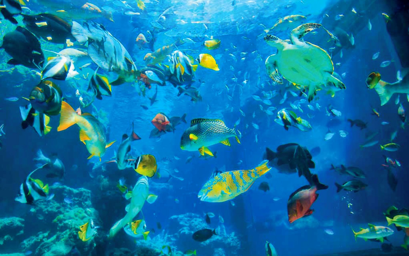 Χρωματιστά ψάρια και μια θαλάσσια χελώνα κολυμπούν σε ένα μεγάλο ενυδρείο στο Ενυδρείο Okinawa Churaumi.