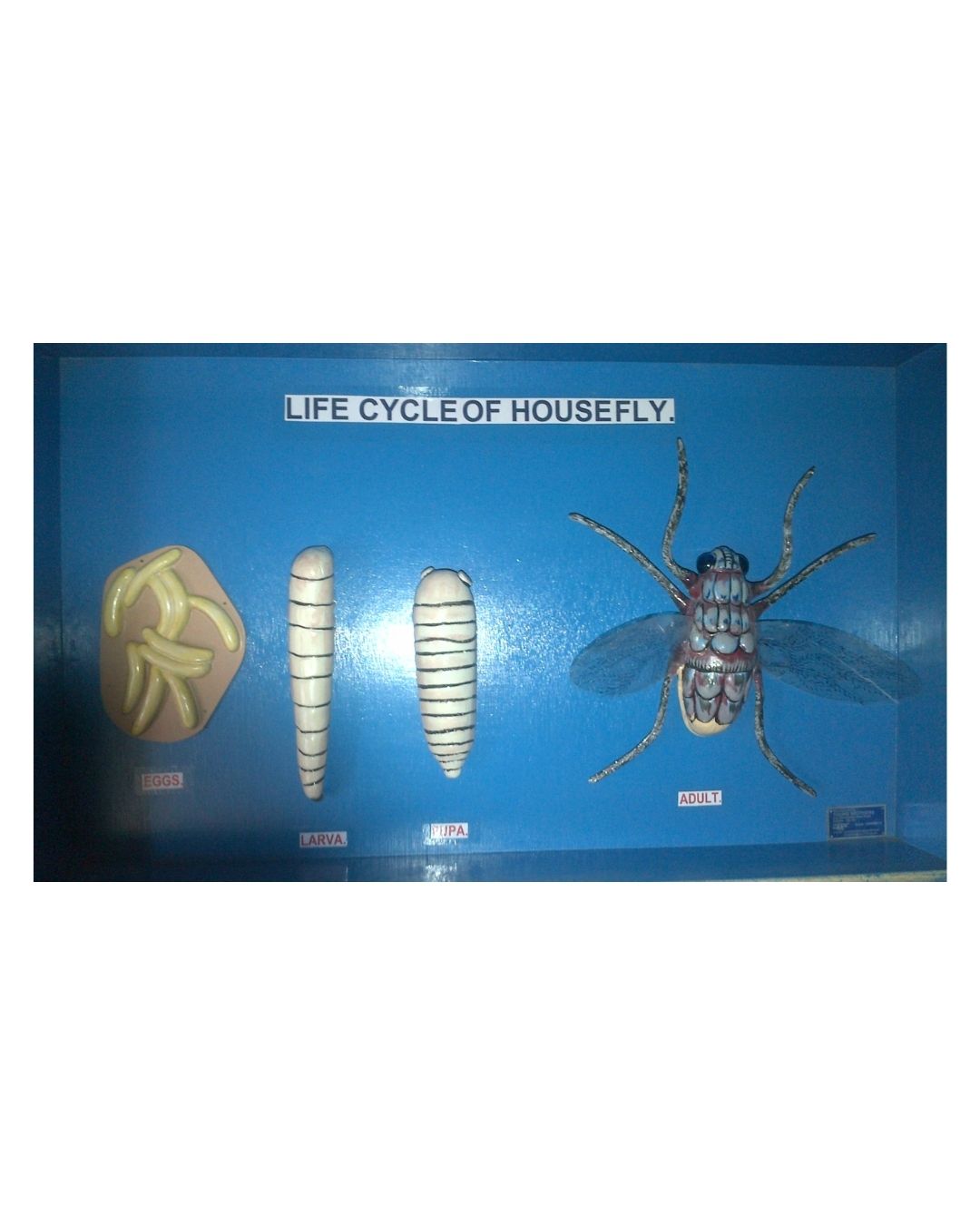 Life Cycle of Housefly