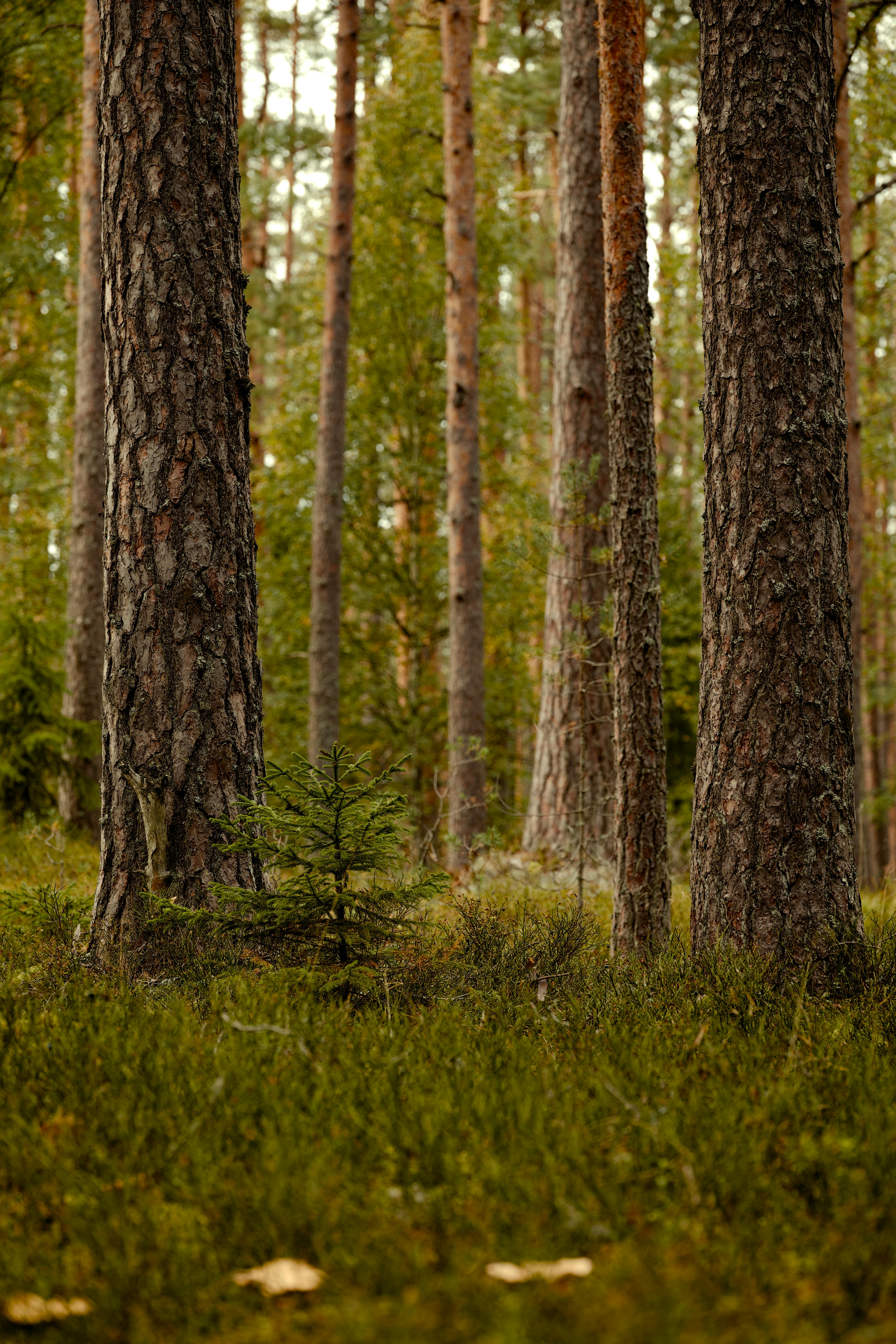 L'Épinette Québécoise : Cœur de la Structure en Bois Massif d'ANDAS