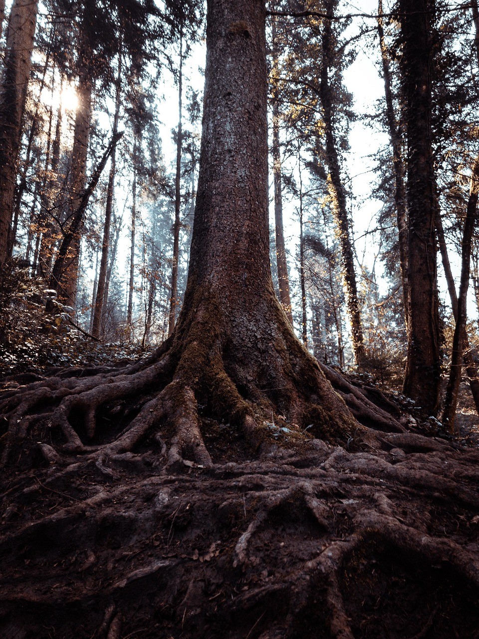 A dense forest scene with tall trees, showcasing thick roots and a soft, muted light filtering through the branches.