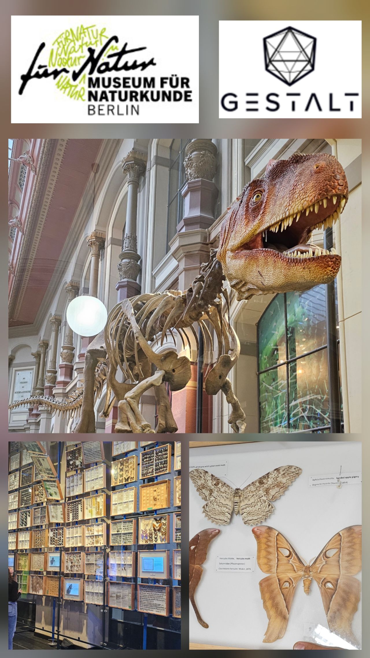 Impressions from the Museum für Naturkunde: Dinosaur skeleton, inspect specimen boxes, butterflies
