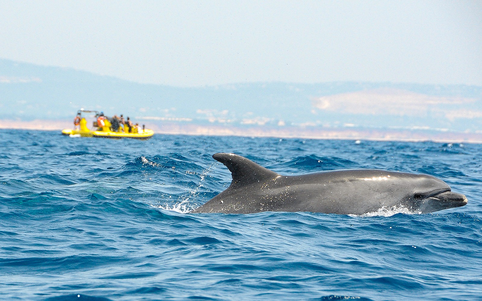 Dolphin swimming near a boat during a 2-hour dolphin watching and cave cruise.