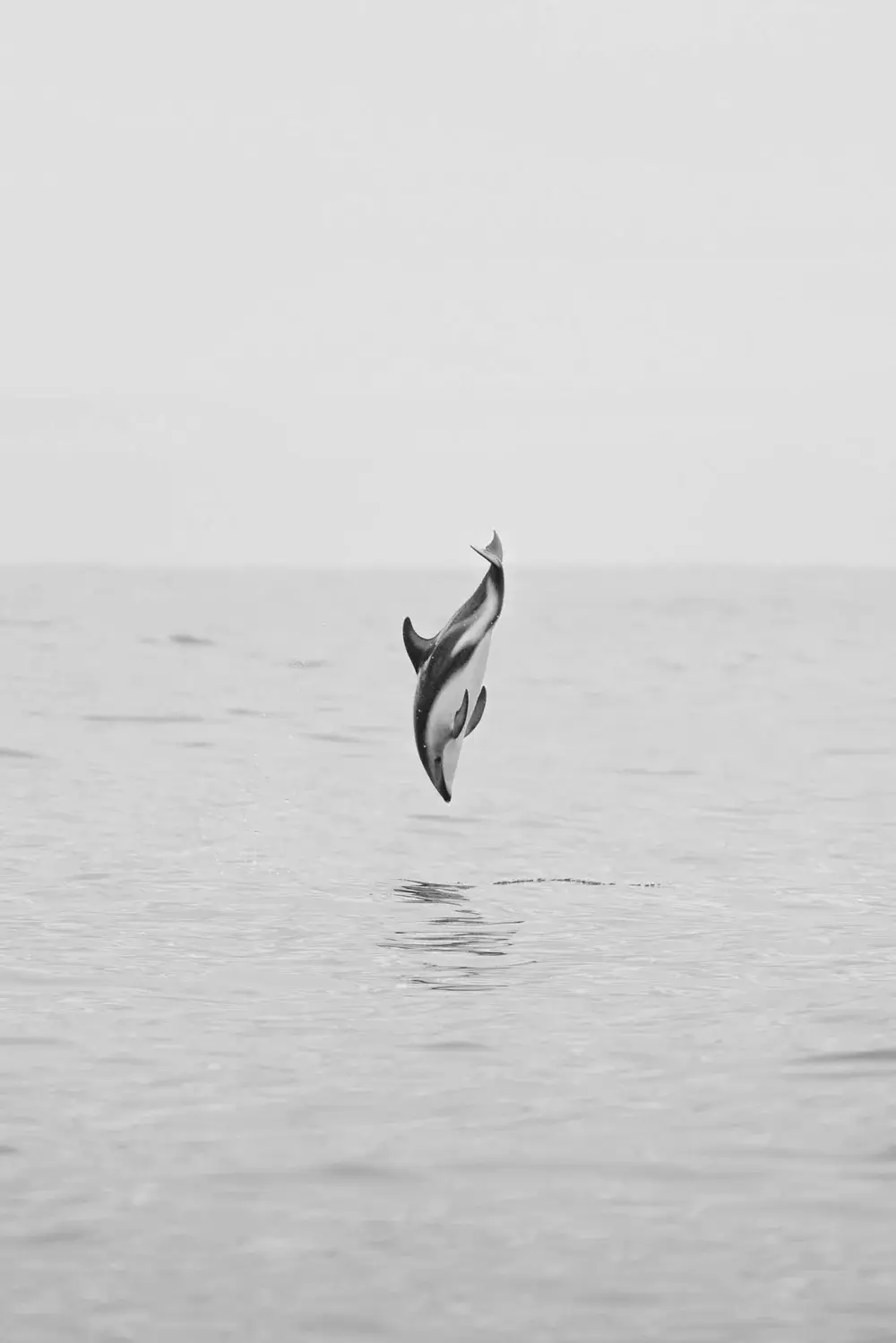 Hector’s dolphin in the waters near Christchurch New Zealand private jet charter destination