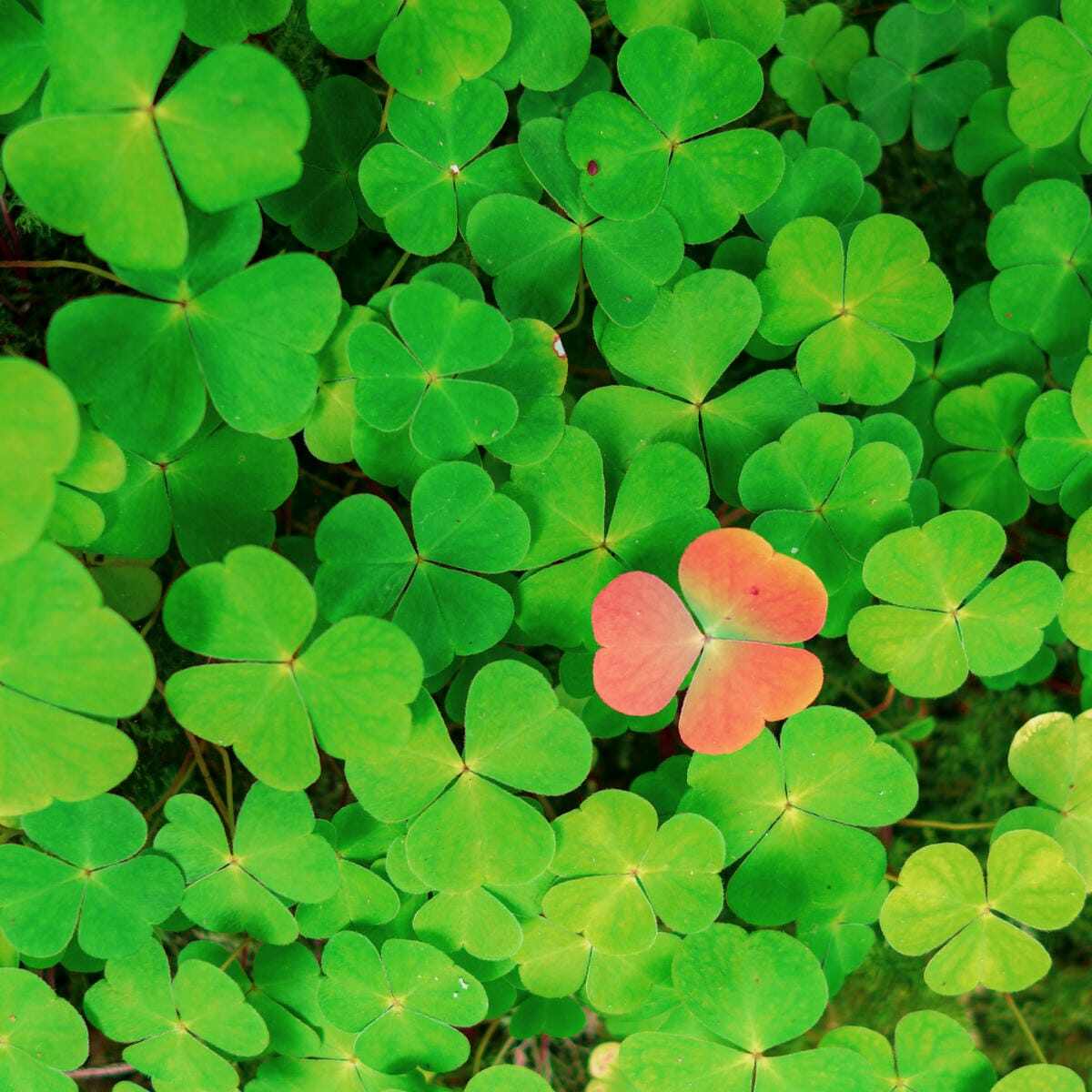 clover