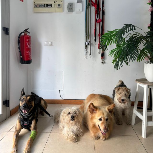 Guardería de perros diurna esperando por su paseo