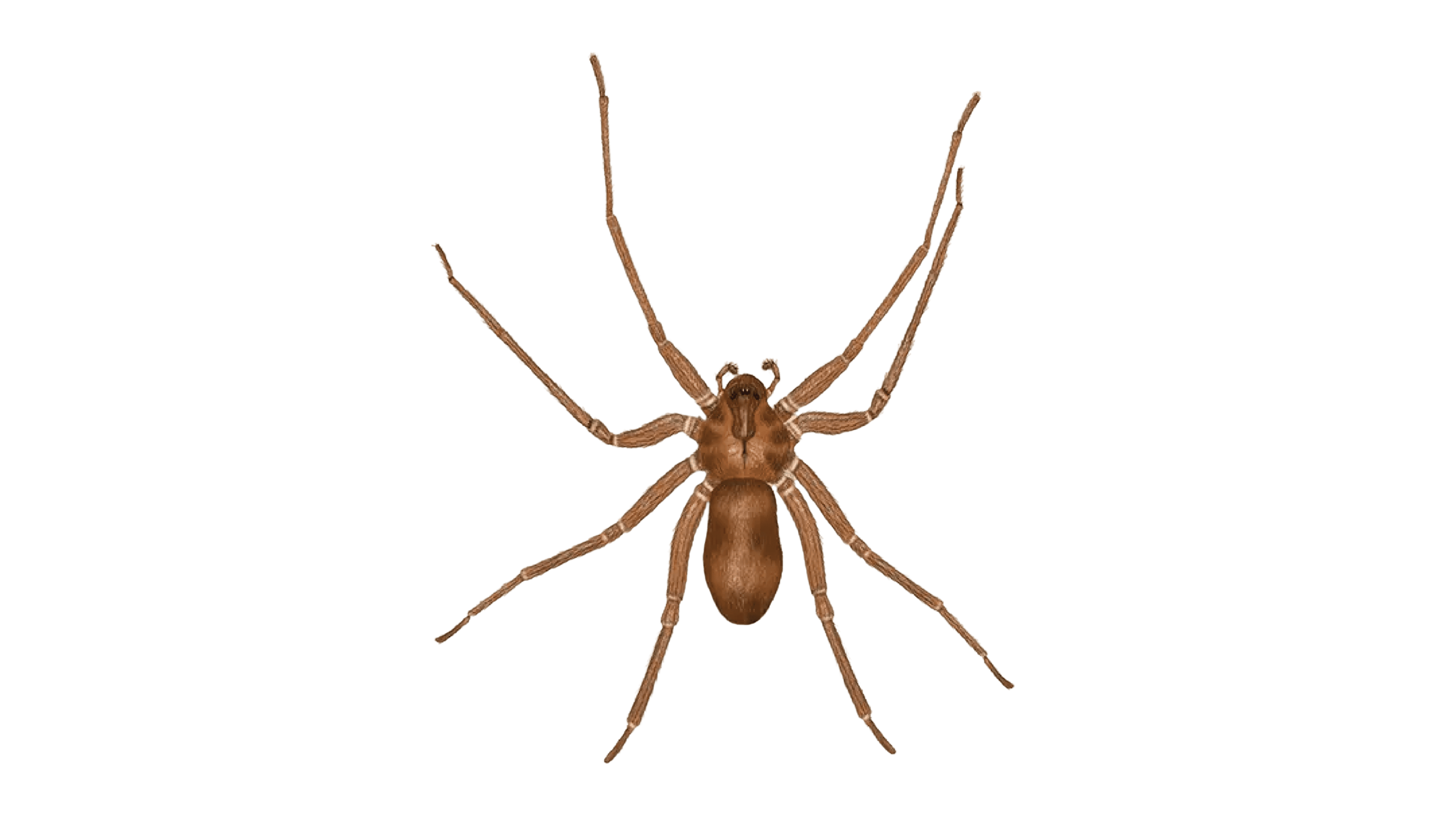 Brown Recluse