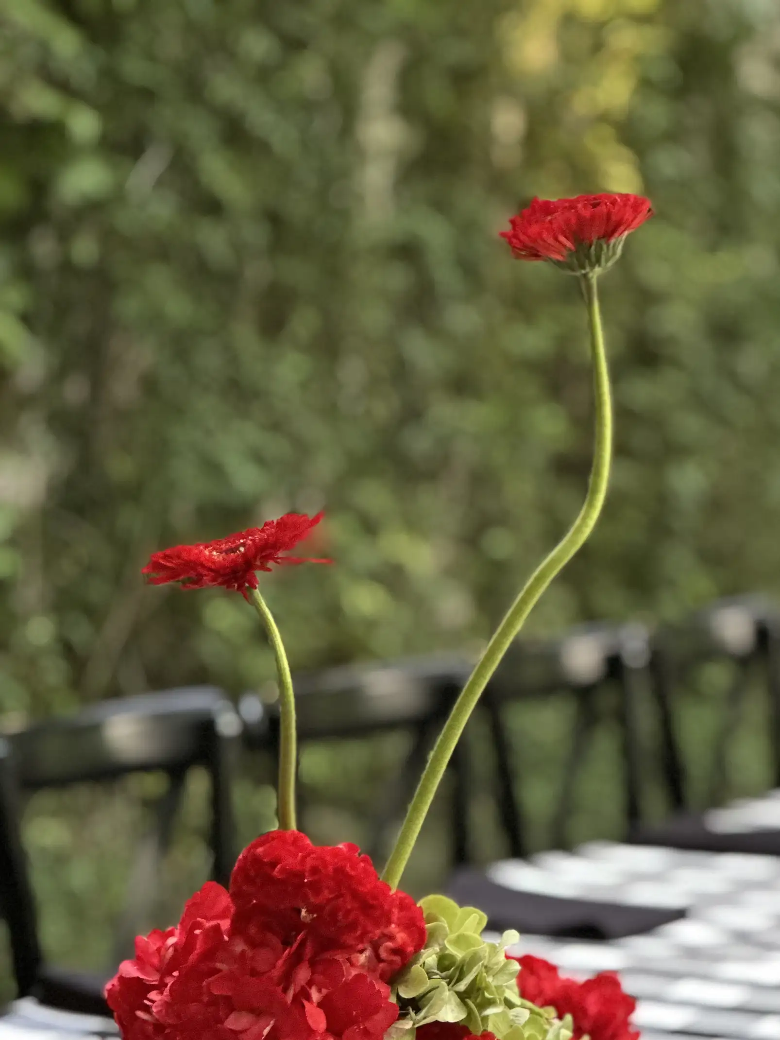 Detalle de gerberas rojas en arreglo floral alto sobre fondo verde para evento elegante con estética contemporánea.