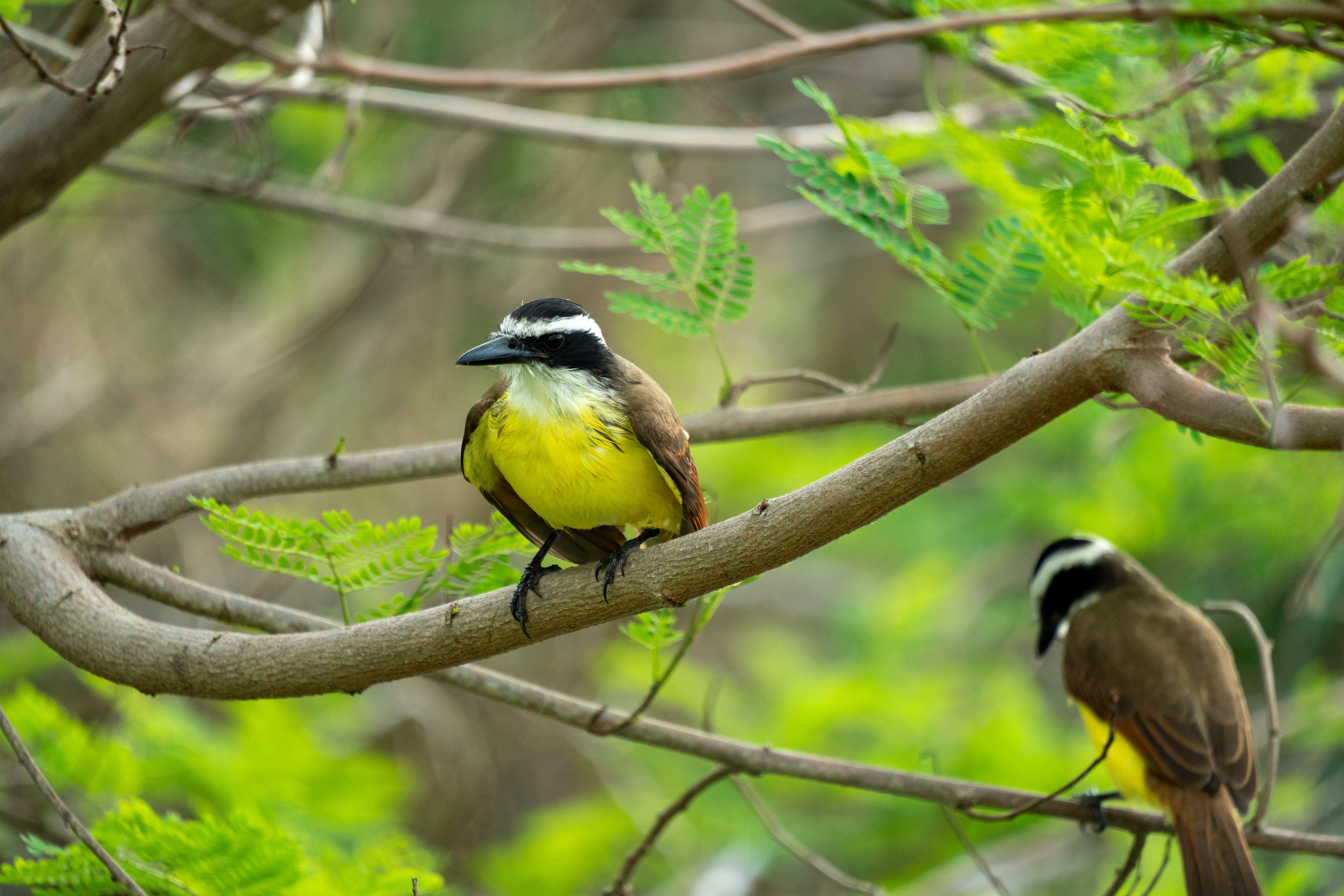 a couple of birds sitting on top of a tree branch