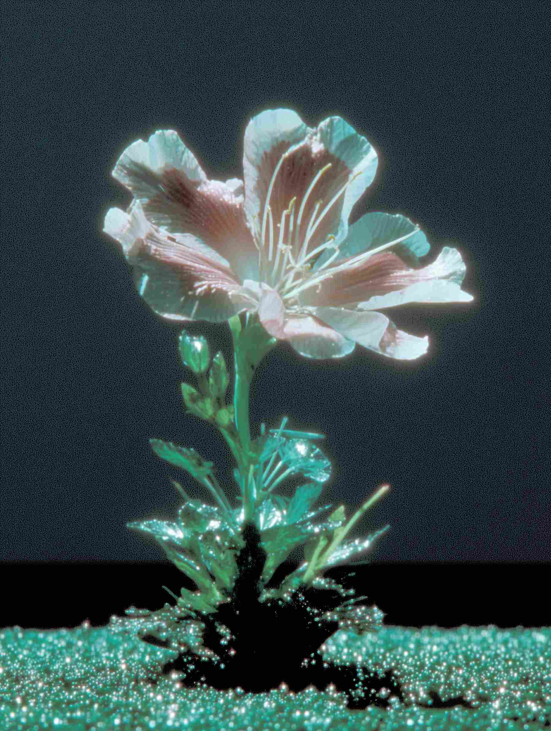 Pink flower with green stem
