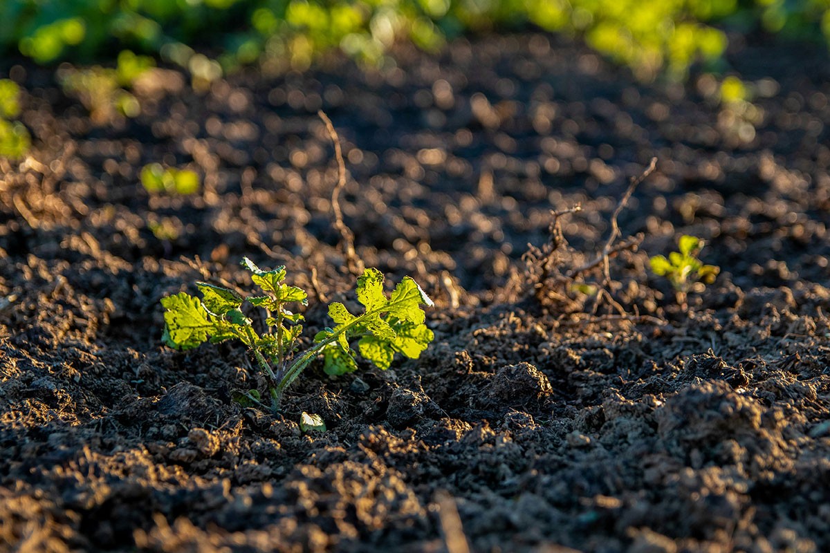 Soil Health