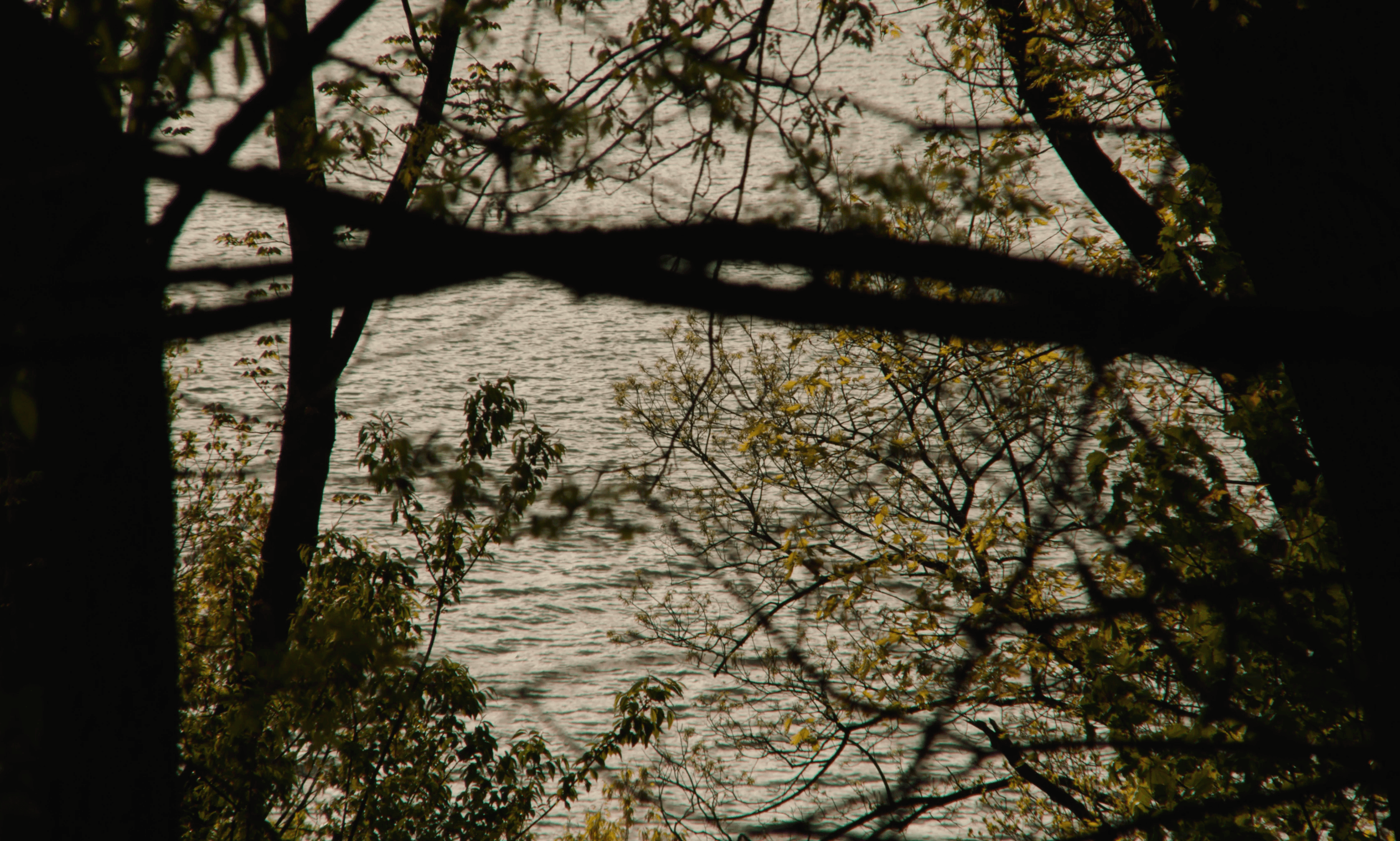 branches at water