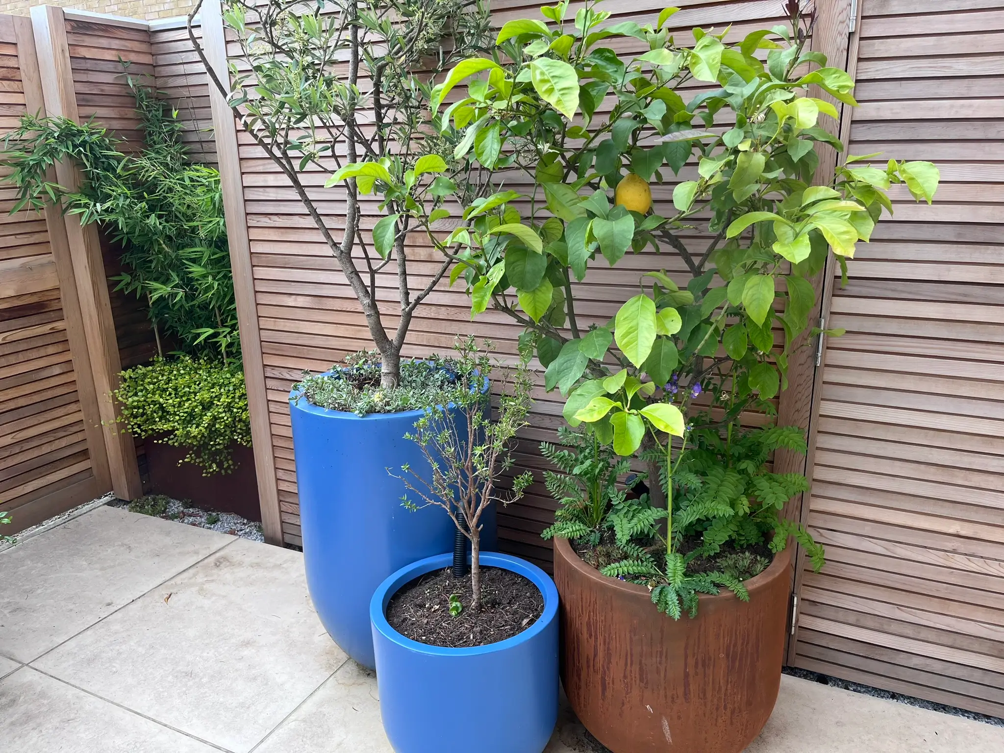 Two potted plants in decorative pots, one brown and the other blue, against a wooden fence. Dense green foliage visible.