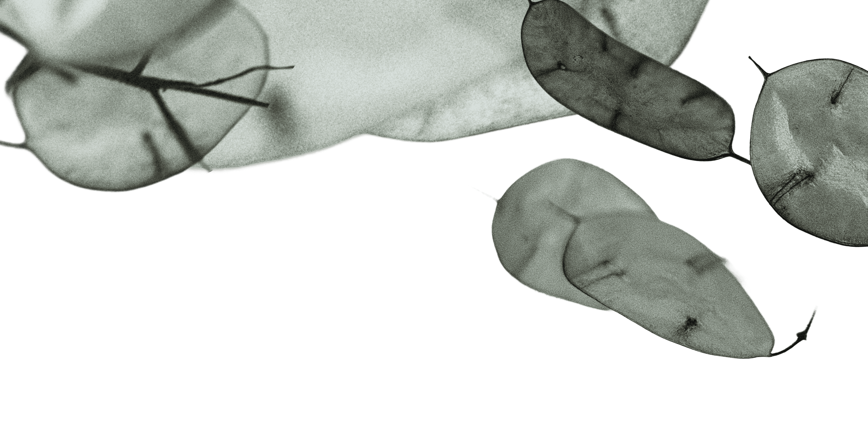 eucalyptus leaf illustrations