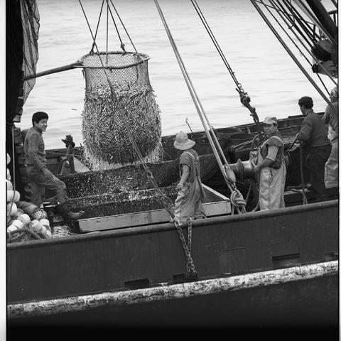 Pesca frente a Iquique.