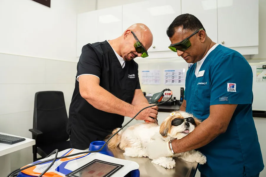 Two veterinarians are performing laser treatment on a dog in our vet clinic.