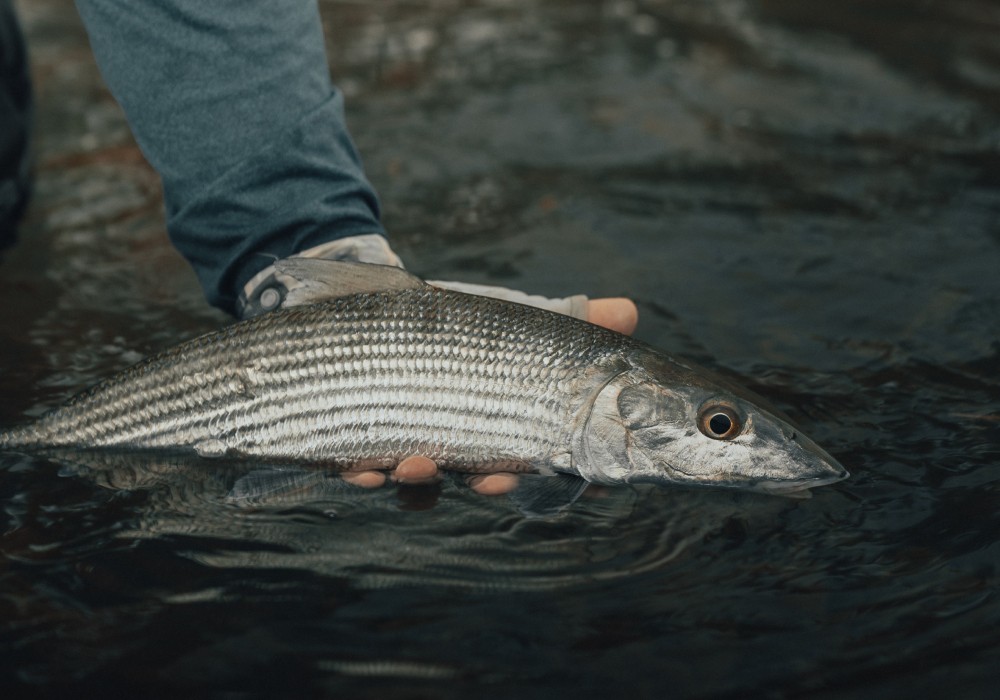 Bonefish held above water before release on Placencia flats