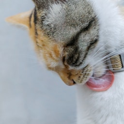 Nuzzle
