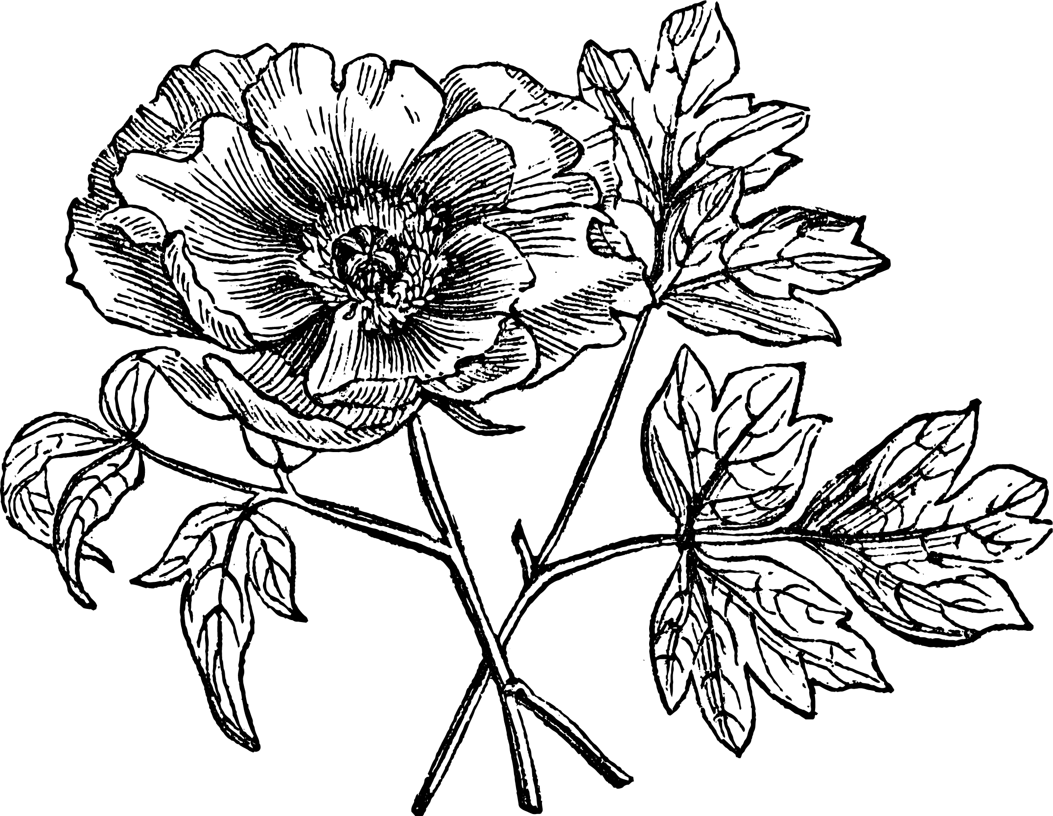 A detailed black and white illustration of a flower bouquet with various blooms and leaves.