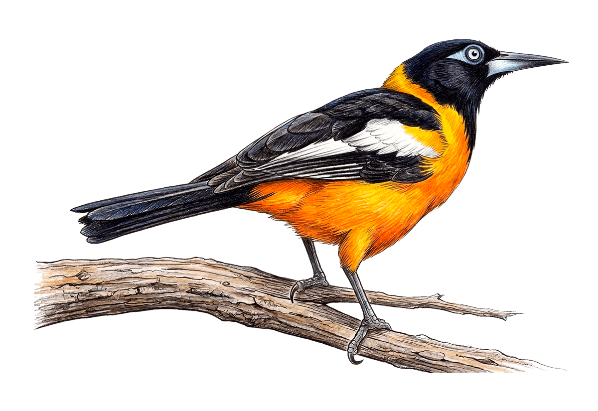 Venezuelan Troupial illustration