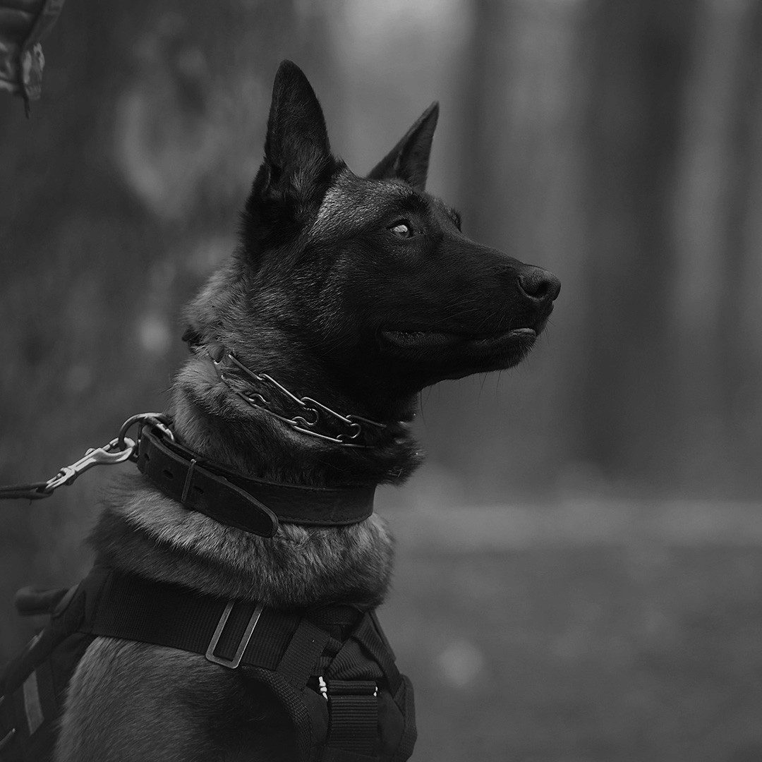 Image of a security K9 dog on a lead ready for security patrol