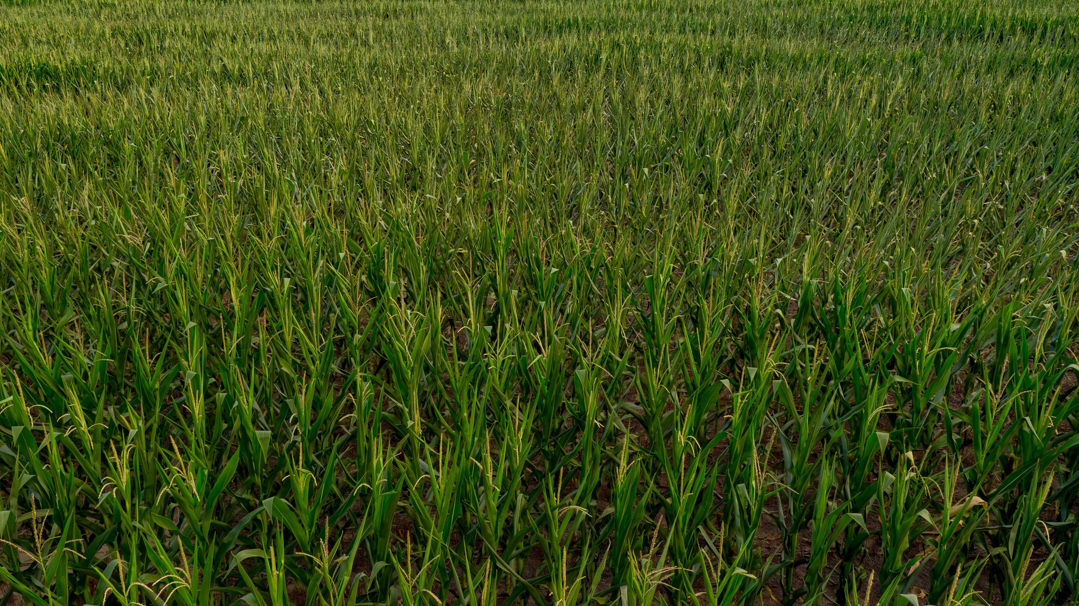 corn in nebraska