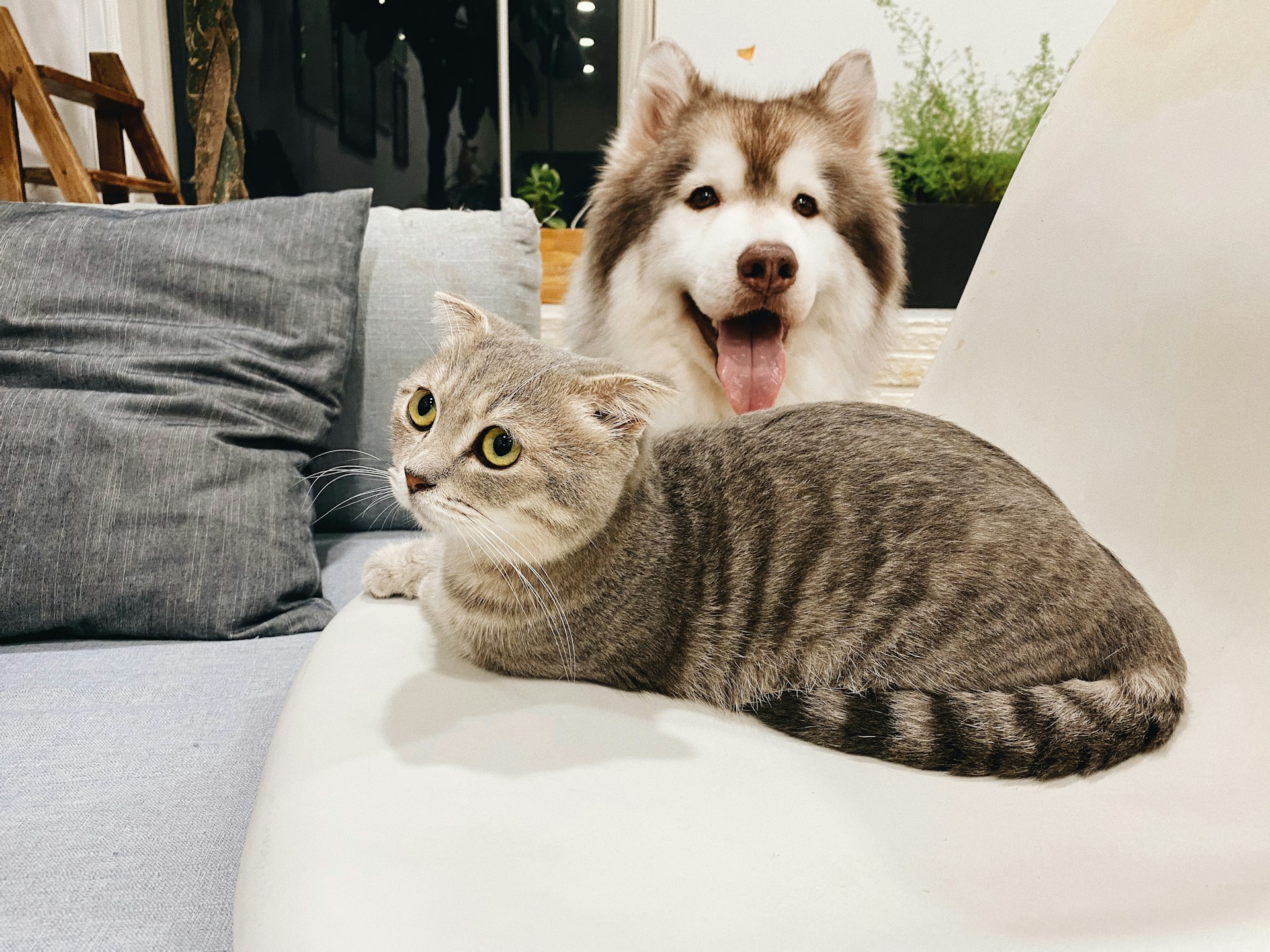 BMA Bangkok Pet Rules 2026 Renters Guide Pet-Friendly Limits and Microchipping
