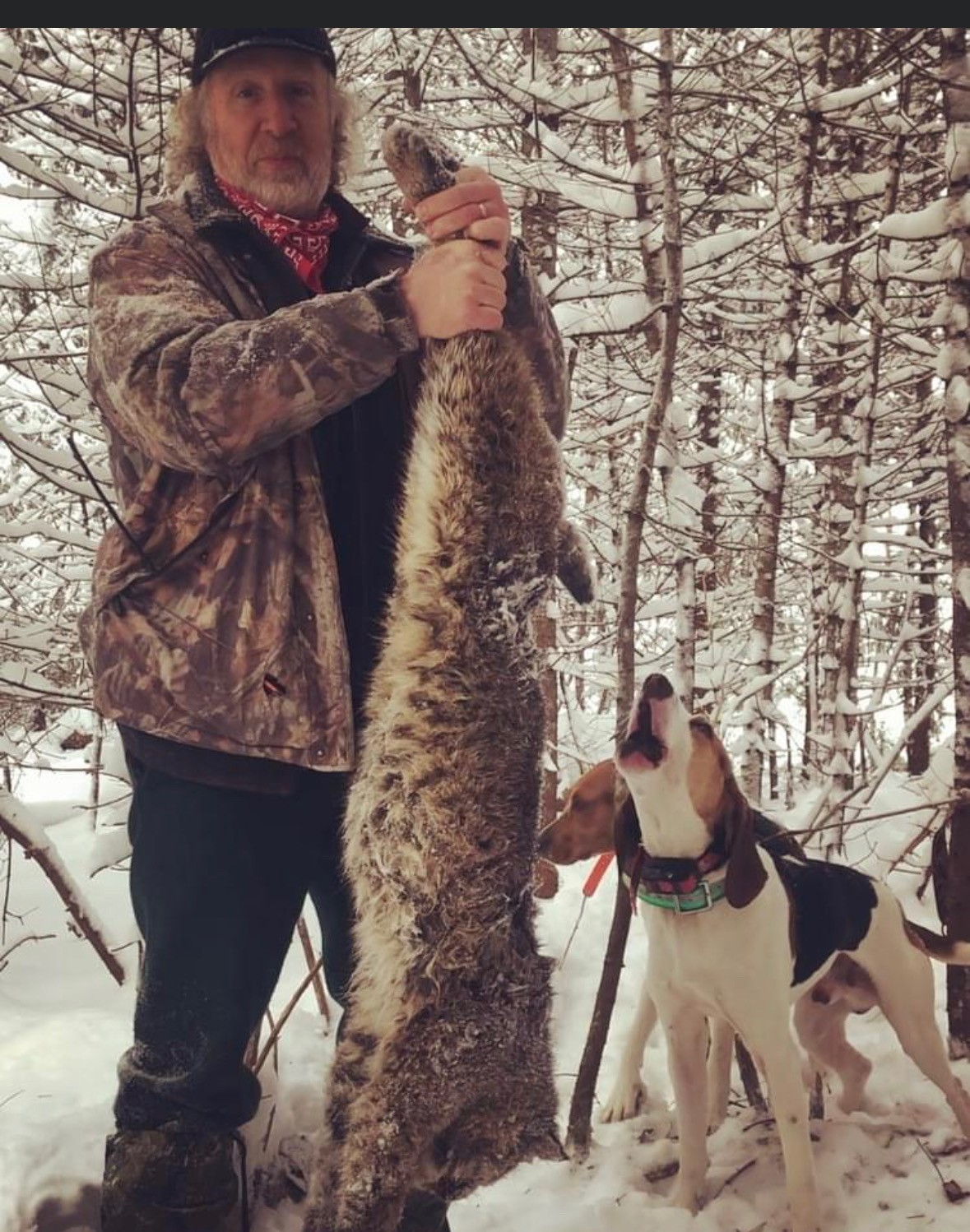hunting guide for maine bobcat