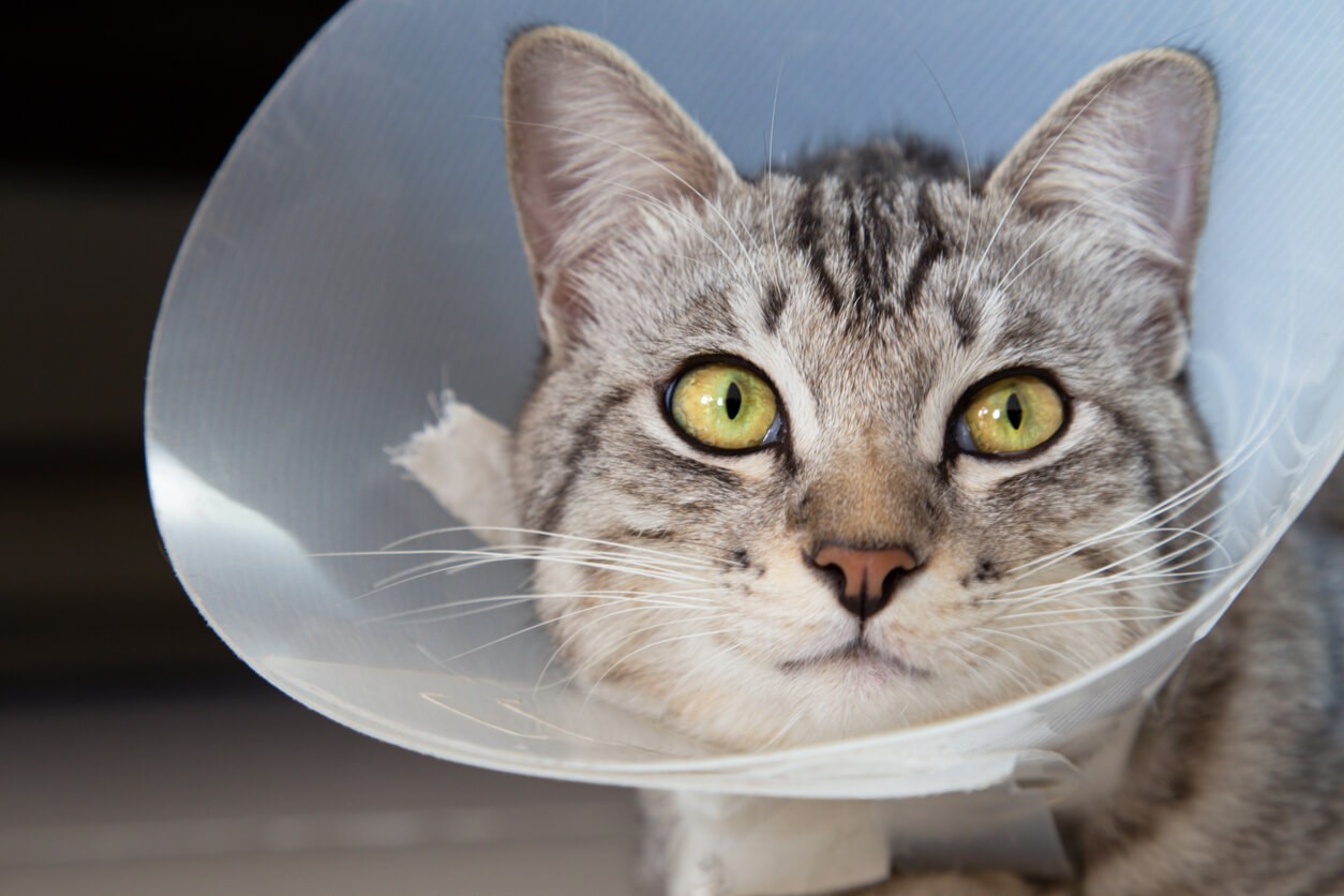 cat in a cone