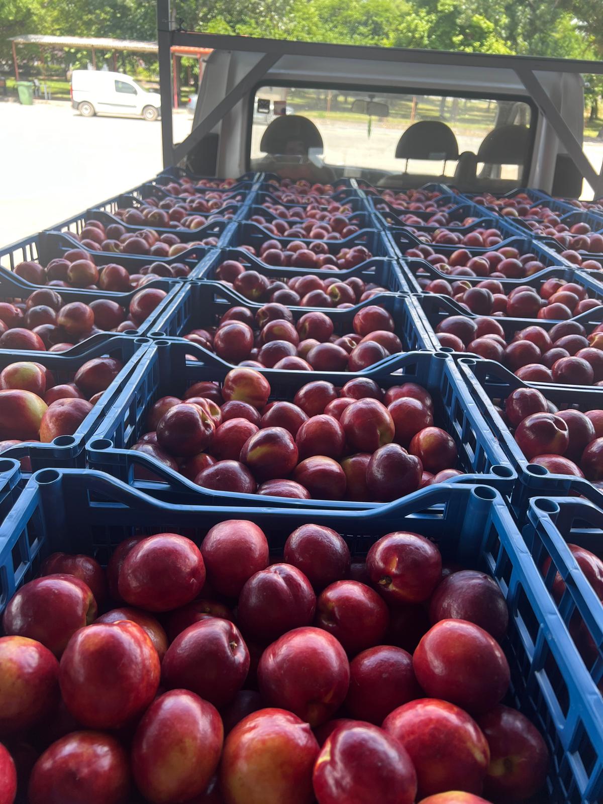 Nectarines packed in black plastic crates, fresh fruit logistics.
