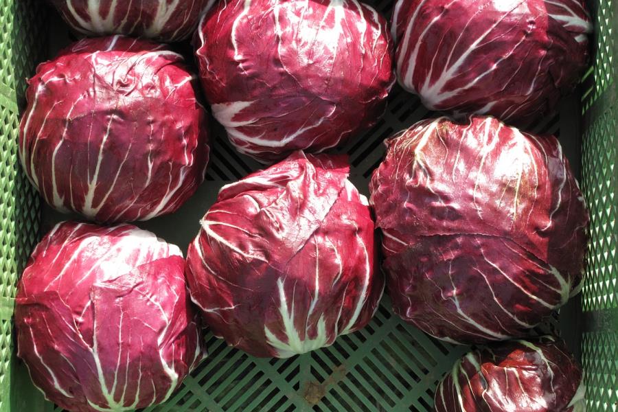 Varietà di radicchio
