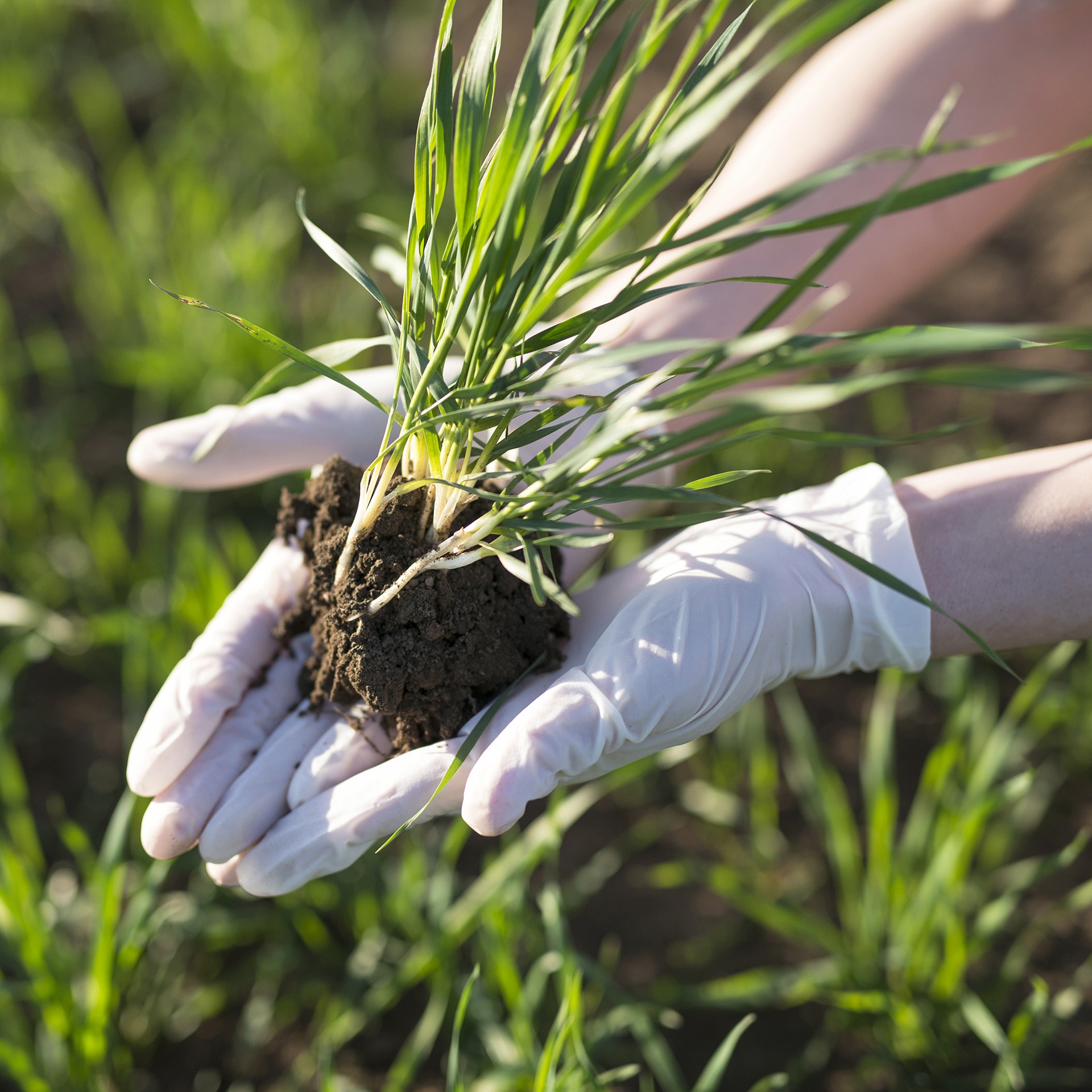 Hands in white gloves gently holding a small plant with roots and soil, set against green grass.