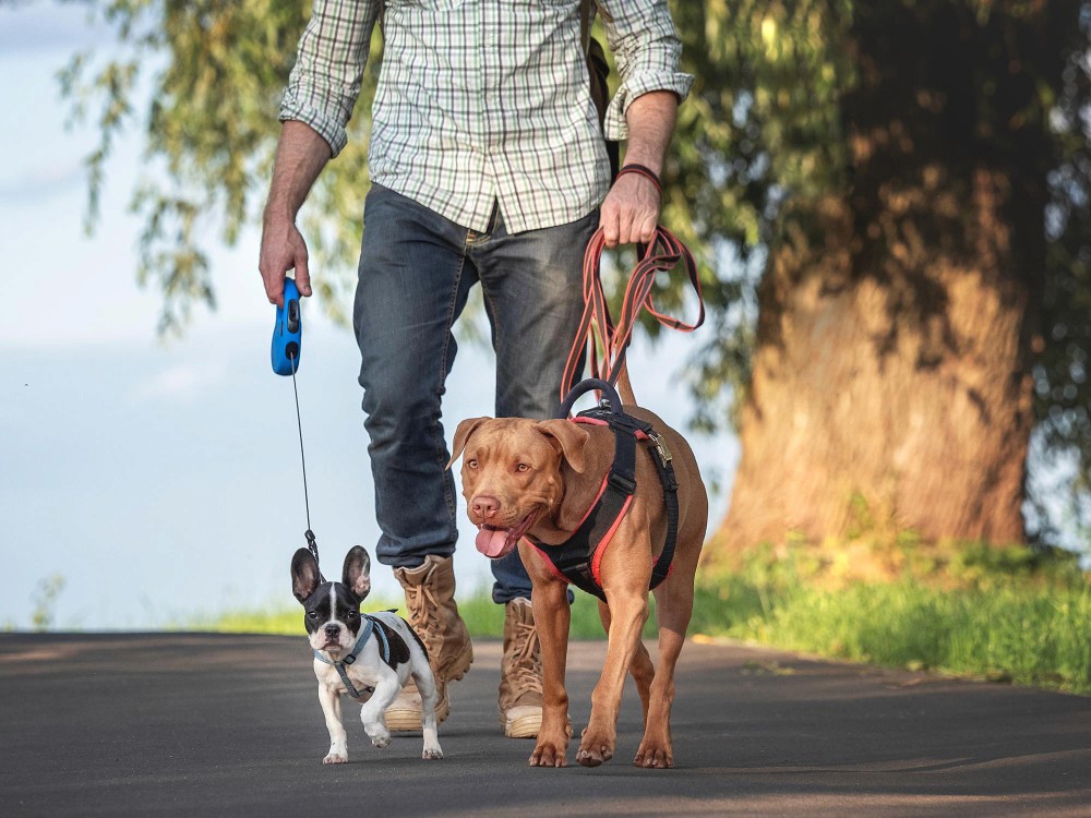 dog-walking-image
