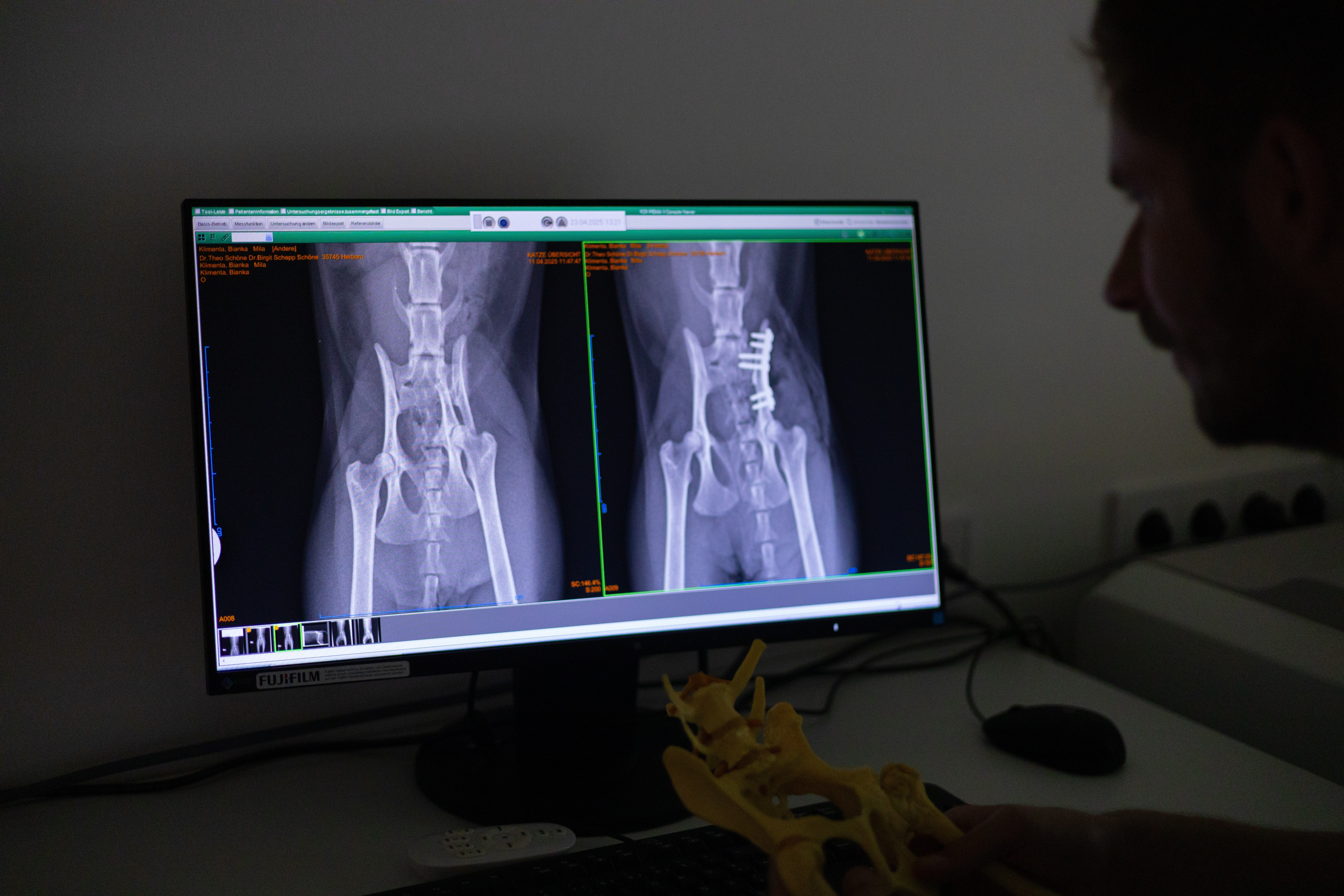 Ein Tierarzt in einer Tierarztpraxis betrachtet ein Röntgenbild eines Tieres,  vermutlich eine Katze