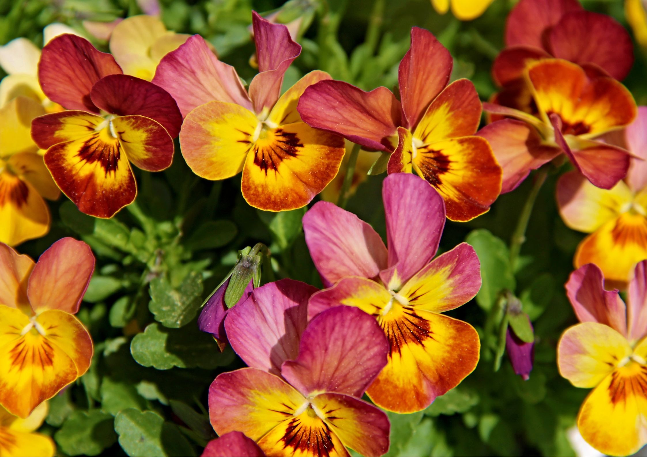 Variety of pansy flower colours