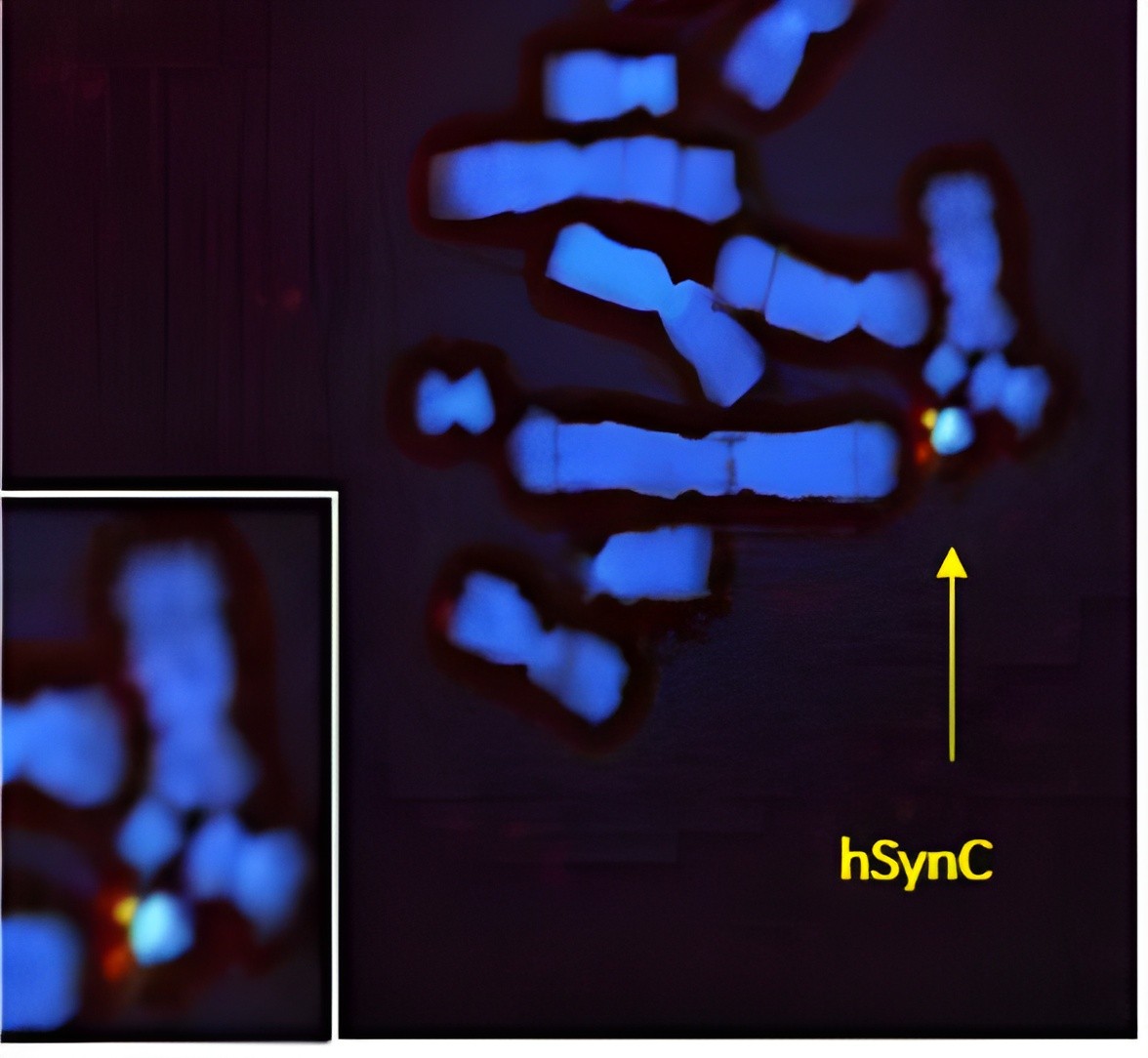 Cgbioengineering, cg bio engineering, science, hsync, carry genes, carrygenes