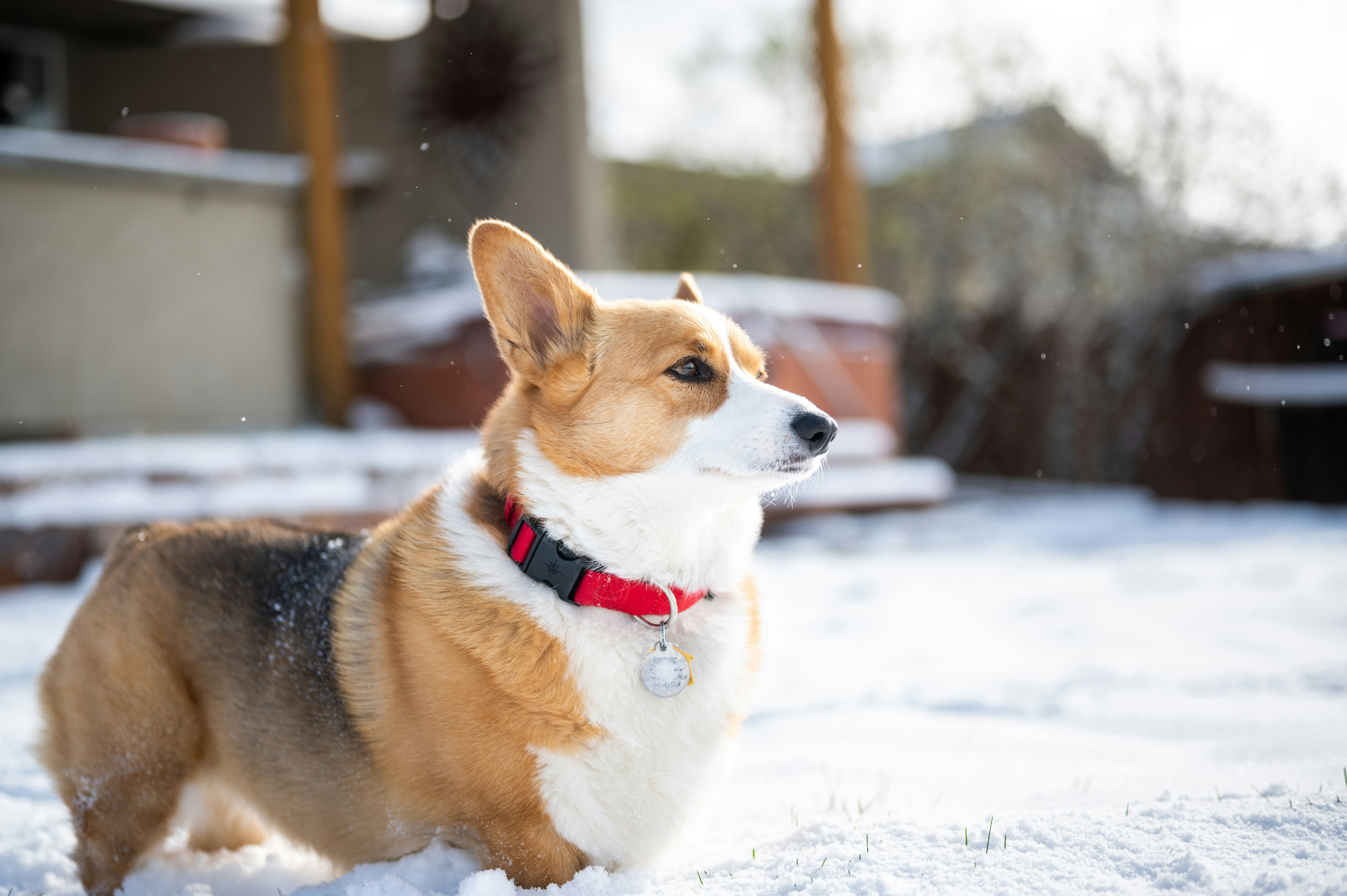 brown and white corgi on snow covered ground during daytime