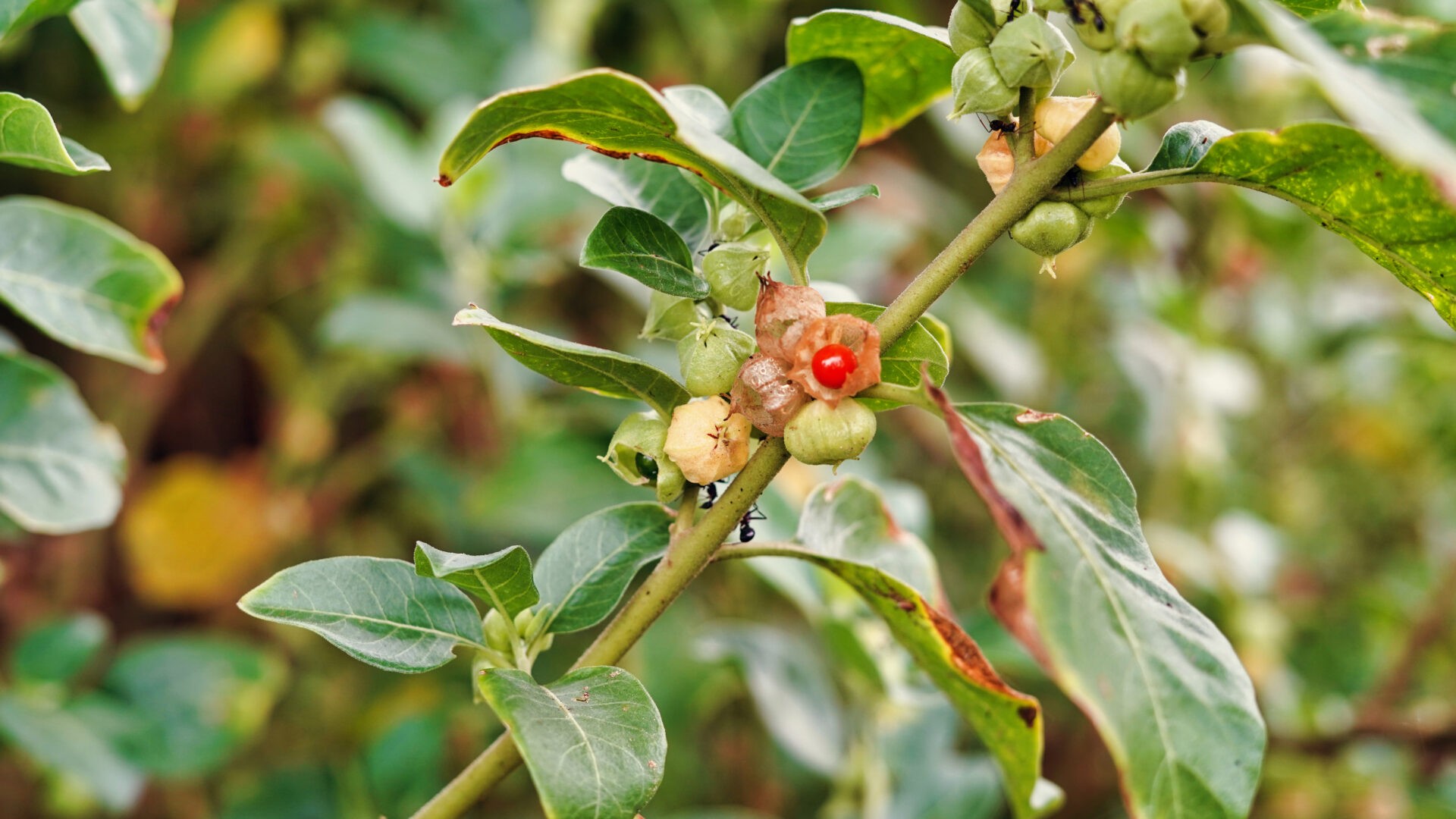 Ashwagandha Herb Profile 