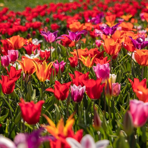 Lapangan campuran yang menakjubkan di Pengalaman Tulip