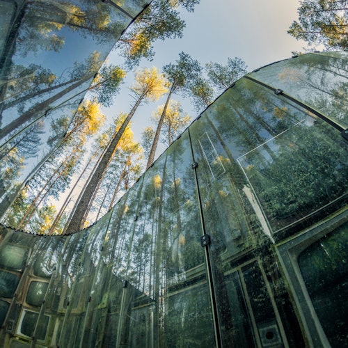 Tall trees reflected in a curving, glass-like structure against a clear sky, creating a surreal, mirrored forest effect.