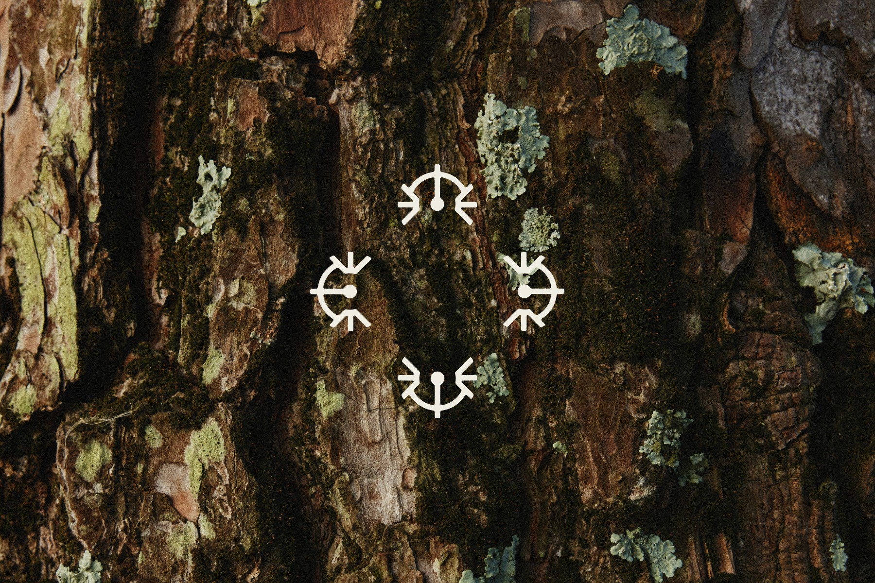 Zbliżenie na korę drzewa, symbole na środku symbolizujące dostęp