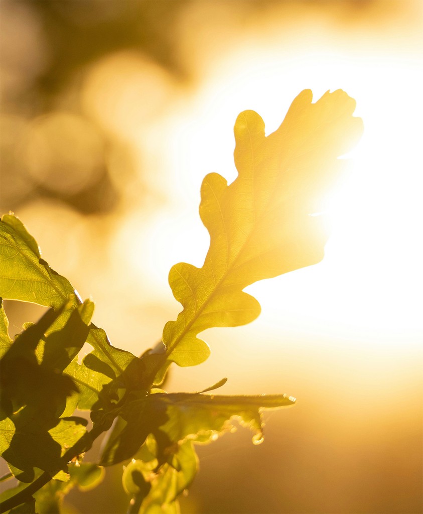 sun light passing through green leafed tree