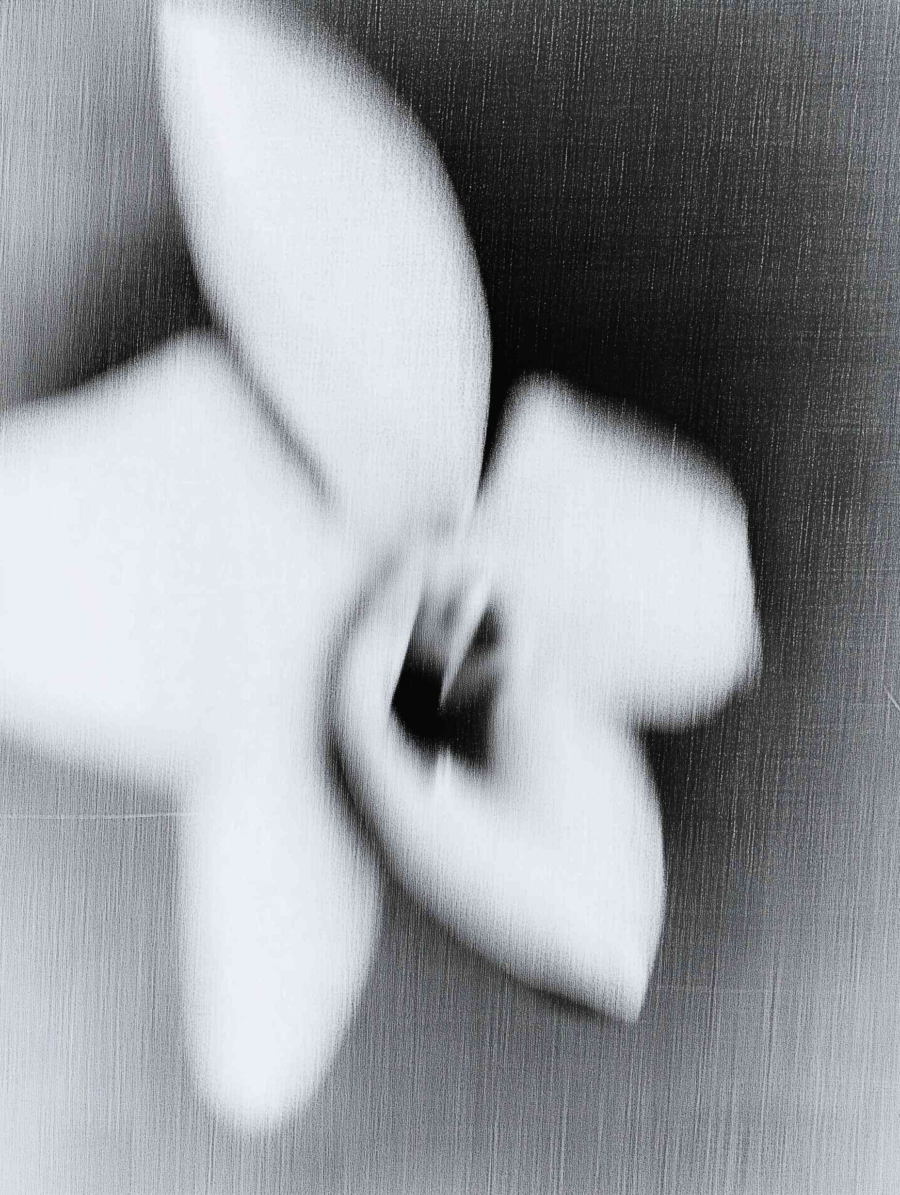 White flower petals close-up with soft focus