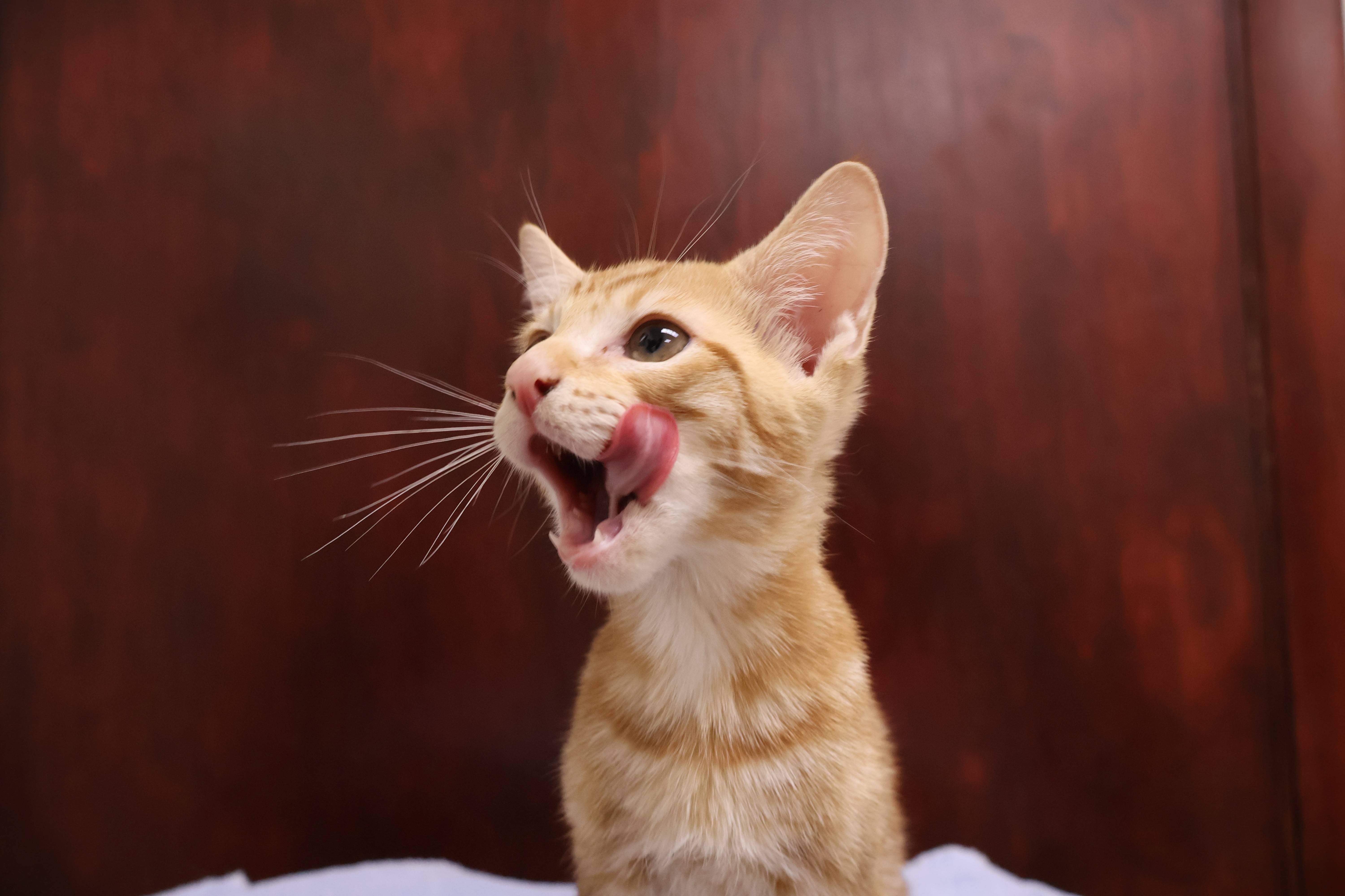 orange domestic shorthair kitten