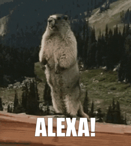Marmot Screaming 'Alexa!'